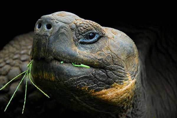 Galaxy’s 8-Day Itinerary D Day Five - Giant Tortoise.