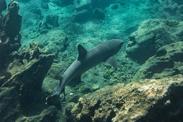 Galaxy’s 8-Day Itinerary D Day Six - Reef Sharks Sighting.