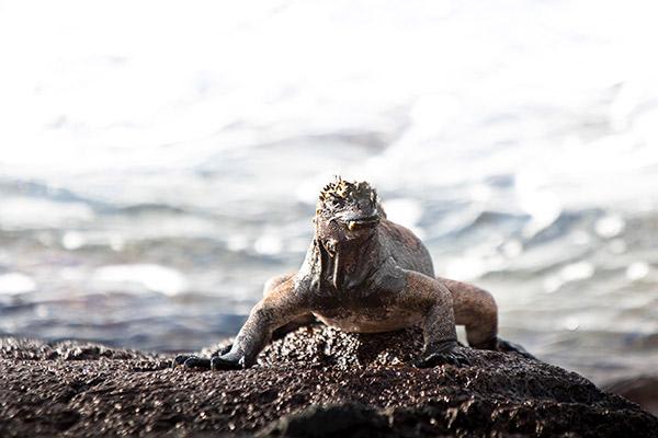 Alya's 6-Day Itinerary A Day Three - Marine Iguana Sighting.