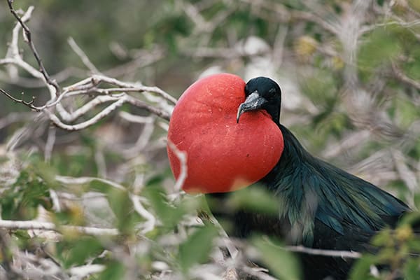 Origin's 8-Day Itinerary A Day Two - Frigate Bird Sighting.