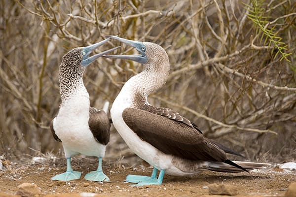 Origin's 8-Day Itinerary A Day Four - Blue-Footed Booby.