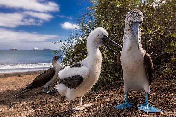 Petrel’s 5-Day Itinerary Day Three - Blue-Footed Booby Sighting.