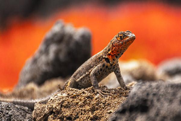 Petrel’s 5-Day Itinerary Day Four - Lava Lizard Sighting.