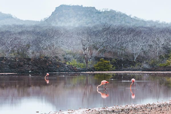 Petrel’s 6-Day Itinerary A Day Five - Flamingo Sighting.
