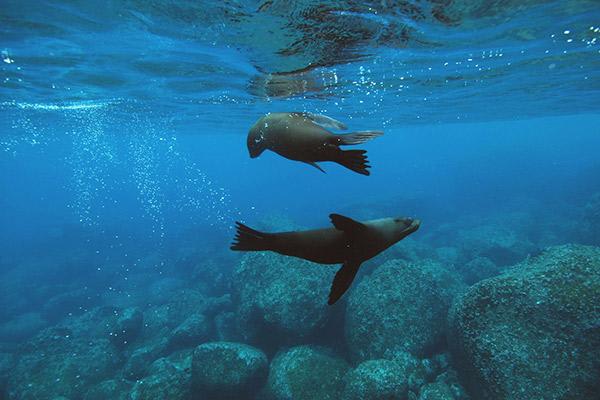 Petrel’s 6-Day Itinerary B Day Five - Snorkelling with Sea Lions.