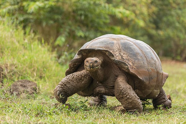 Petrel’s 8-Day Itinerary A Day Six - Giant Tortoise at Charles Darwin Station.