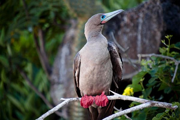 Petrel’s 8-Day Itinerary B Day Six - Red-Footed Booby Sighting.