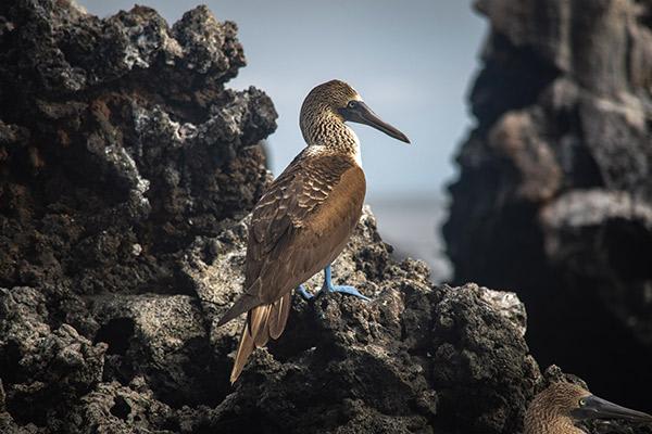 Infinity Motor Yacht Galapagos Cruise  Itineraries, Dates, Prices 2024/25  - Rainforest Cruises