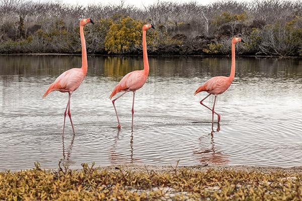 Calipso’s 4-Day Itinerary Day Two - Group of Flamingos.