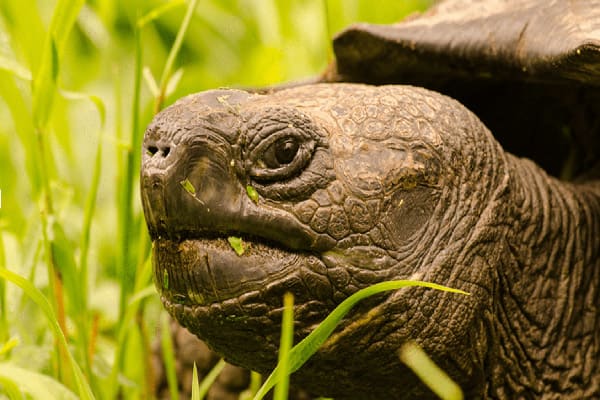 Calipso’s 4-Day Itinerary Day Three - Giant Tortoise Extremely Close Up.