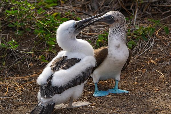 Natural Paradise’s 8-Day Itinerary B Day Seven - Blue-Footed Boobies Communicating.