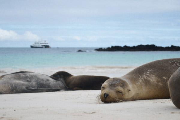 Cormorant I’s 5-Day Itinerary Day Three - Galapagos Sea Lions Napping.