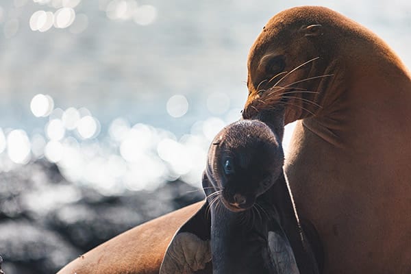 Cormorant I’s 8-Day Itinerary A Day Six - Sea Lion Mom and Pup.