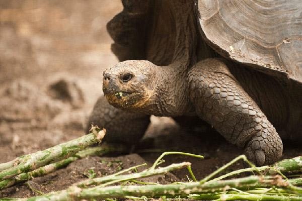 Cormorant I’s 8-Day Itinerary B Day One - Giant Tortoise Breeding Center Visit.
