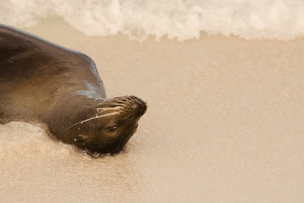 Grand Majestic’s 8-Day Itinerary A Day Seven - Galapagos Sea Lion lying on the shore.