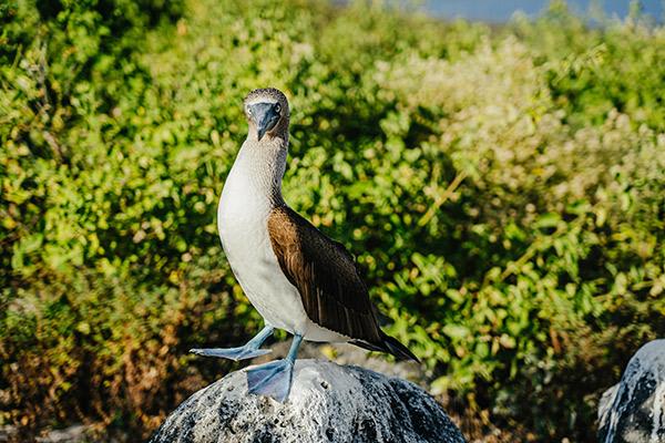 Nemo II’s 8-Day Northern Itinerary Day One - Blue-Footed Booby.