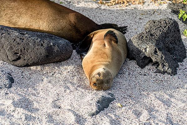 Nemo II’s 8-Day Northern Itinerary Day Five - Galapagos Fur Seal.