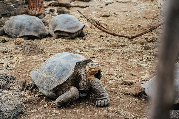 Nemo II’s 8-Day Southern Itinerary Day Two - Giant Galapagos Tortoise.