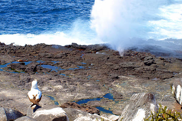 Evolution's Western Islands In the Steps of Pirates and Darwin 8-Day Itinerary Day Seven - Suarez Point Excursion.