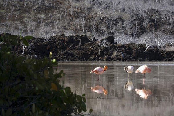 Grace Yacht's Eastern & Central Beyond Darwin's Footsteps 8-Day Itinerary Day Two -  Flamingos at Cormorant Point.