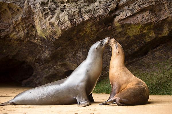 Grace Yacht's Eastern & Central Beyond Darwin's Footsteps 8-Day Itinerary Day Three - Sea Lions at Española.