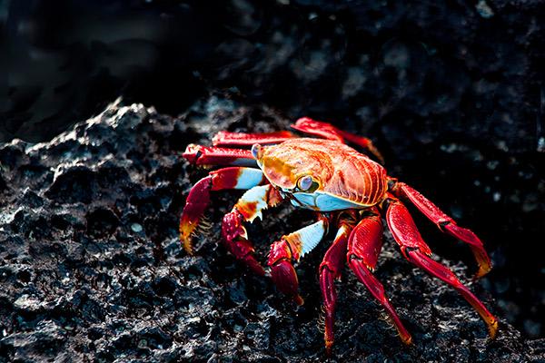 Grace Yacht's Eastern & Central Beyond Darwin's Footsteps 8-Day Itinerary Day Seven - Sally-Lightfoot Crab.