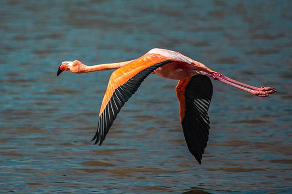 Mary Anne's Western & Central 8-Day Itinerary Day Two - Greater Flamingo Sighting.