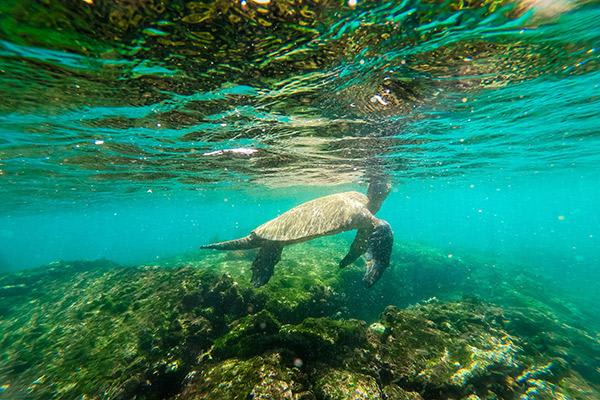 Mary Anne's Western & Central 8-Day Itinerary Day Four - Galapagos Sea Turtles.