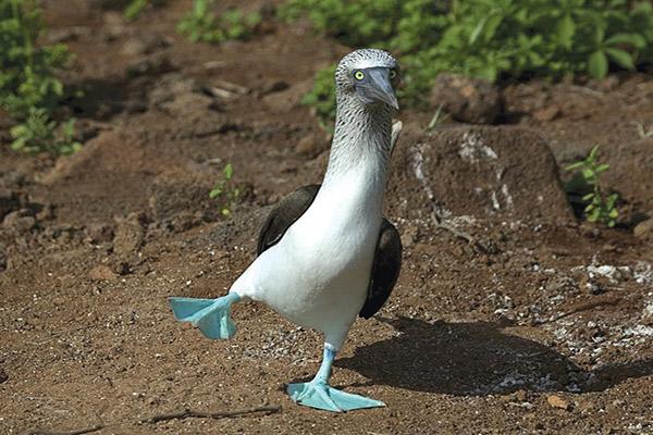 Mary Anne's Western & Central 8-Day Itinerary Day Seven - Blue-Footed Booby Walking.