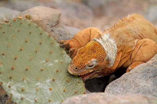 Mary Anne's Eastern & Central 8-Day Itinerary Day Six - Land Iguana Eating Cactus.