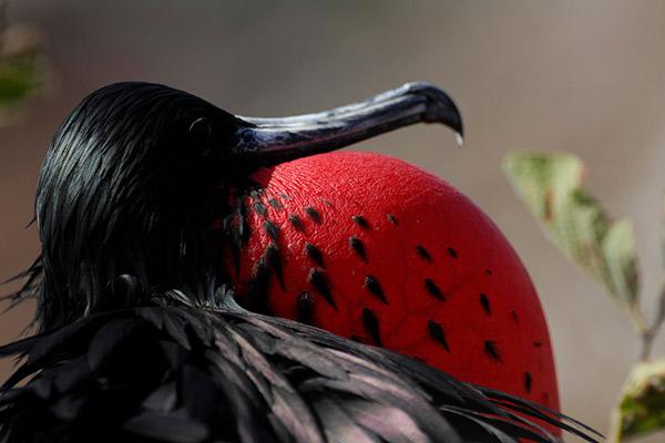 Camila’s 4-Day Itinerary Day One - Frigate Bird Sighting.