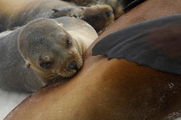 Camila’s 4-Day Itinerary Day Three - Spotting Baby Sea Lions.