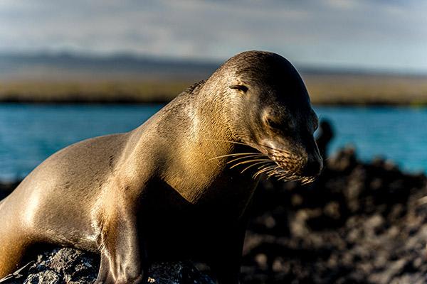 Camila’s 8-Day Itinerary B Day Seven - Galapagos Sea Lion.