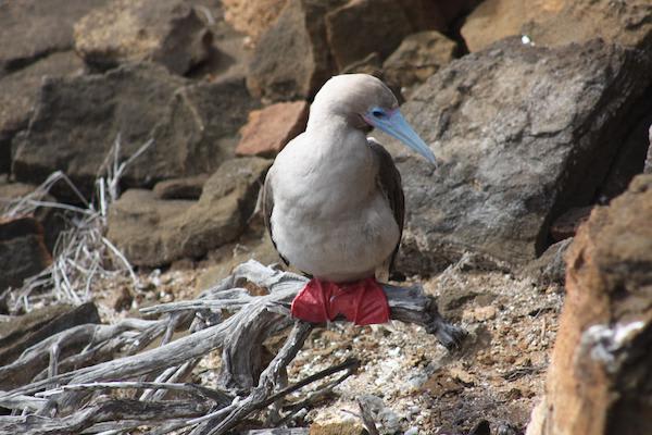 Origin's 15-Day Itinerary 'A+B' Day Nine - Red-Footed Booby Sighting.