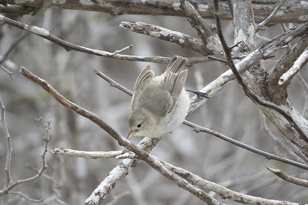 Origin's 15-Day Itinerary 'A+B' Day Thirteen - Finch Sighting.