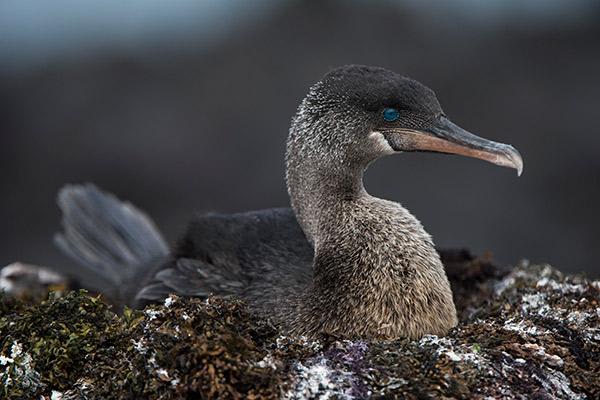 Origin's 15-Day Itinerary 'B+A' Day Four - Flightless Cormorant Sighting.