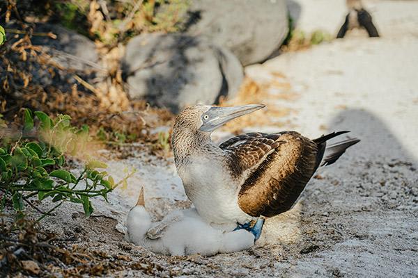 Origin's 15-Day Itinerary 'B+A' Day Eleven - Blue-Footed Booby Babies.