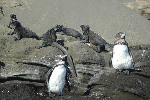 Origin's 15-Day Itinerary 'B+A' Day Thirteen - Penguin and Marine Iguana Sighting.