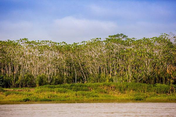 Agua Marina’s 8-Day Bird Watching Itinerary Day Seven - Amazon River.