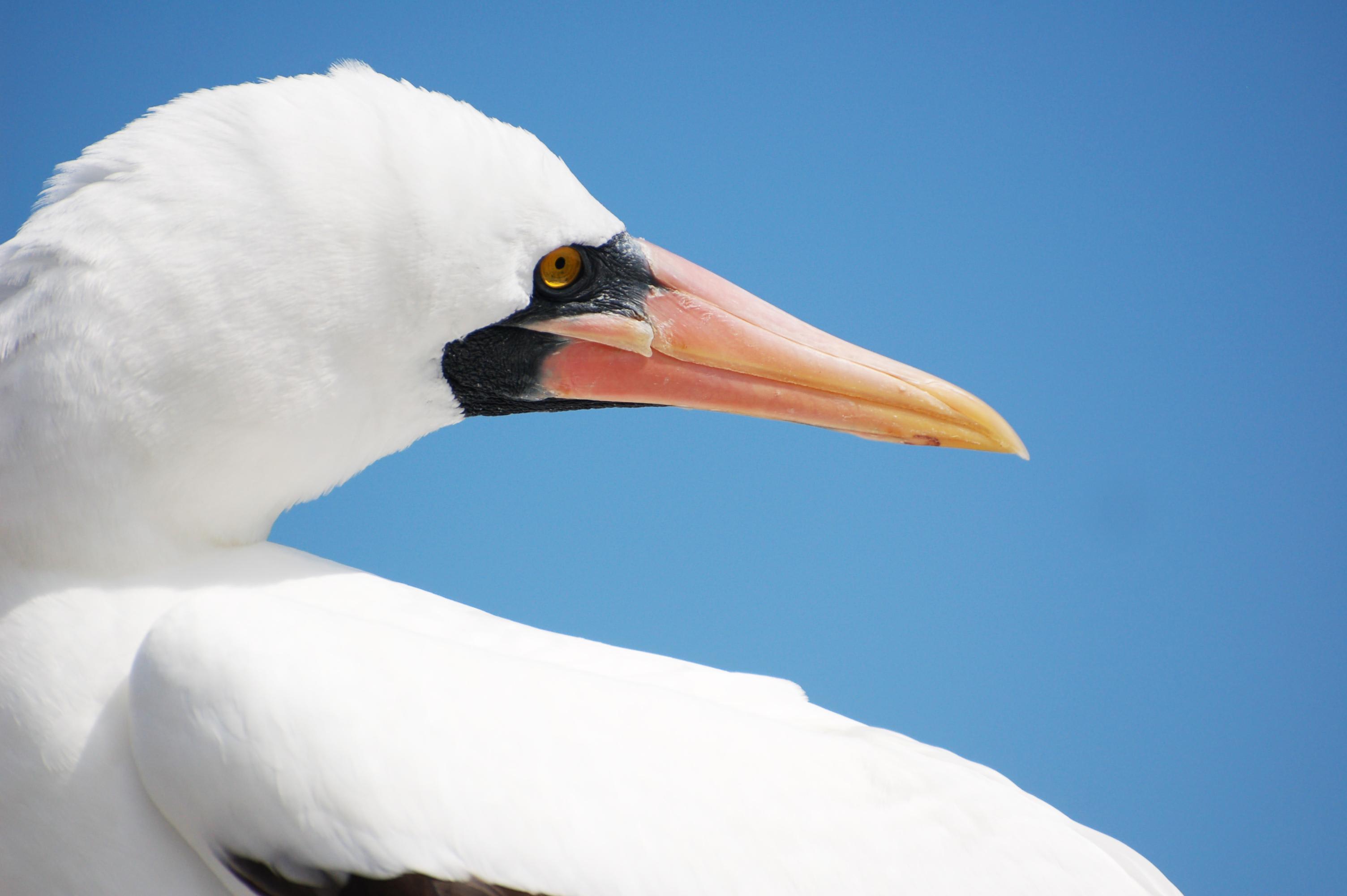 Coral I & II’s 4-Day Cruise 'C' Itinerary Day Four - Nazca Booby Sighting.