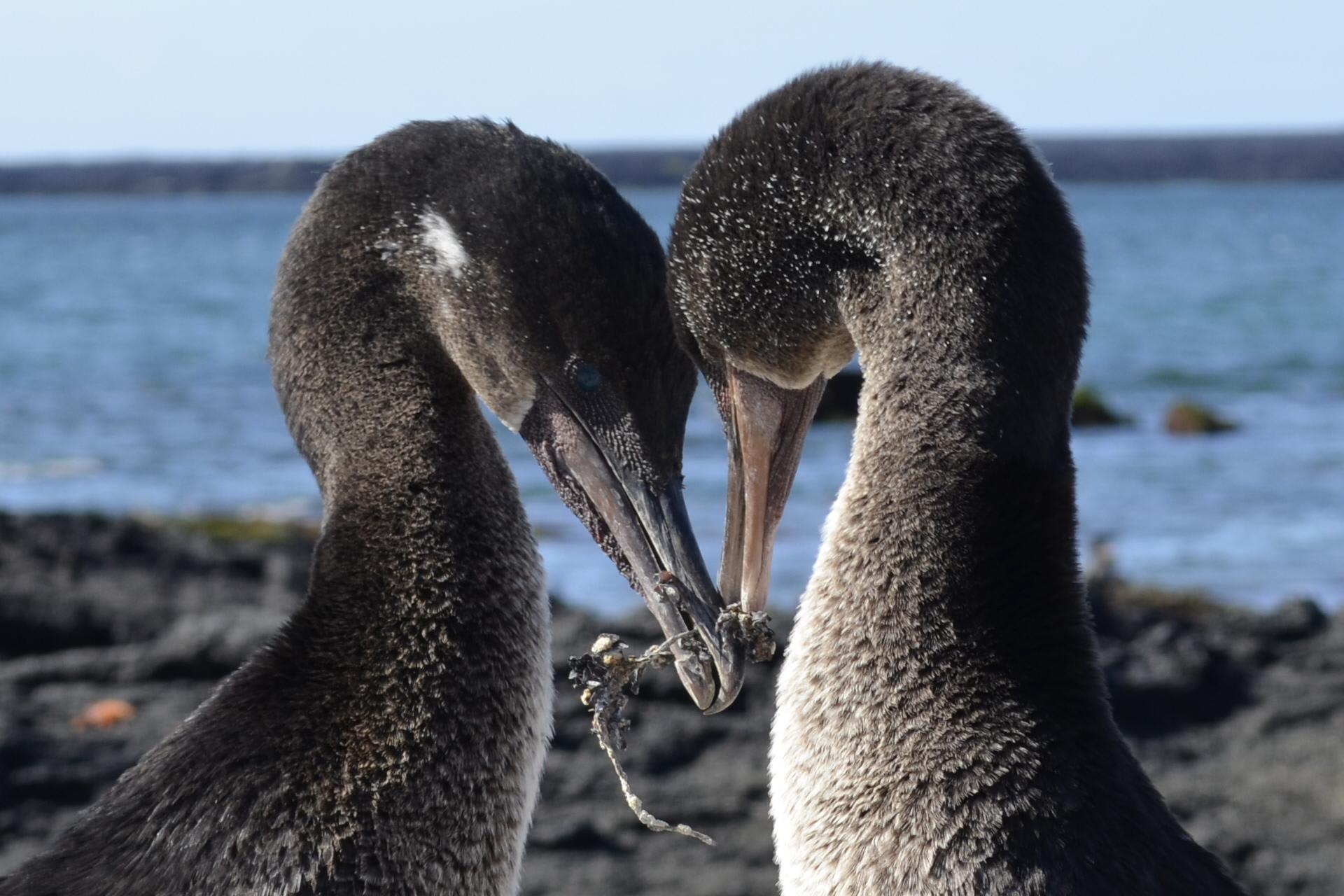 Coral I & II’s 5-Day Cruise 'B' Itinerary Day Three - Flightless Cormorant Cuddle.