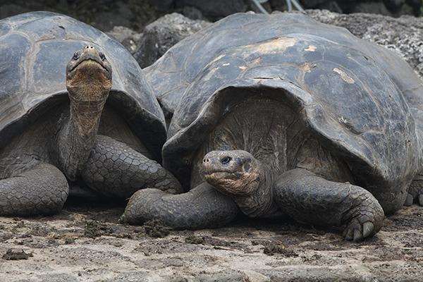 Coral I & II’s 8-Day Cruise 'C+D' Itinerary Day One - Galapagos Giant Tortoise Visit.