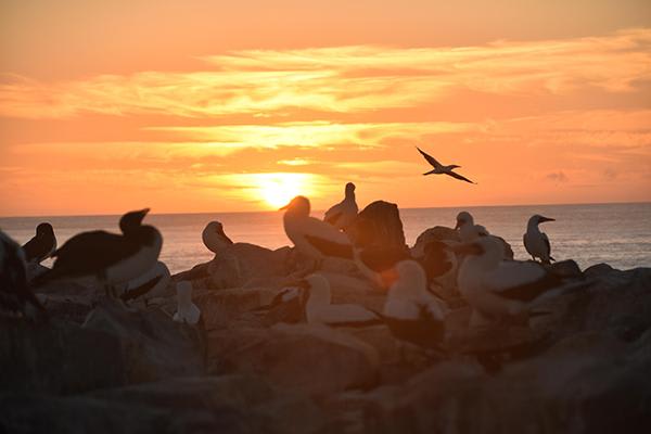 Coral I & II’s 8-Day Cruise 'D+A' Itinerary Day Three - Espanola Island at Sunset