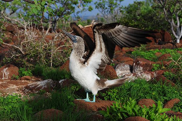 Coral I & II’s 8-Day Cruise 'D+A' Itinerary Day Four - Blue-Footed Booby.