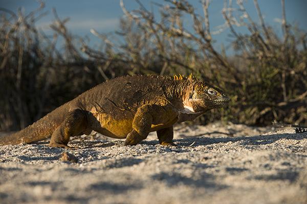 Galapagos Legend’s 4-Day 'A' Itinerary Day Three - Land Iguana in the Sun.