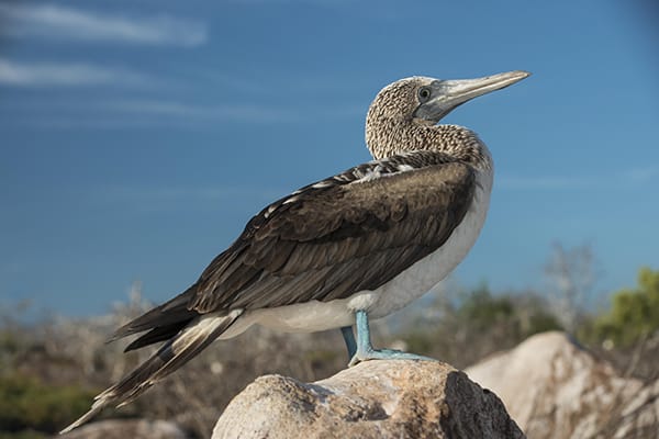 Galapagos Legend’s 4-Day 'C' Itinerary Day Two - Blue-Footed Booby.