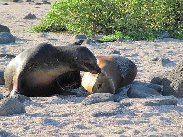 Galapagos Legend’s 5-Day 'B' Itinerary Day One - Sea Lions on the Beach.