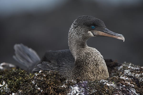 Galapagos Legend’s 5-Day 'B' Itinerary Day Four - Flightless Cormorant.