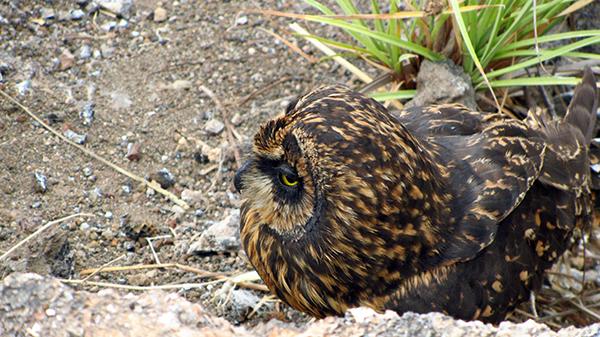 Galapagos Legend’s 5-Day 'D' Itinerary Day Four - Short-Eared Owl.