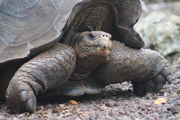 Galapagos Legend’s 8-Day 'A+B' Itinerary Day One - Galapagos Giant Tortoise.